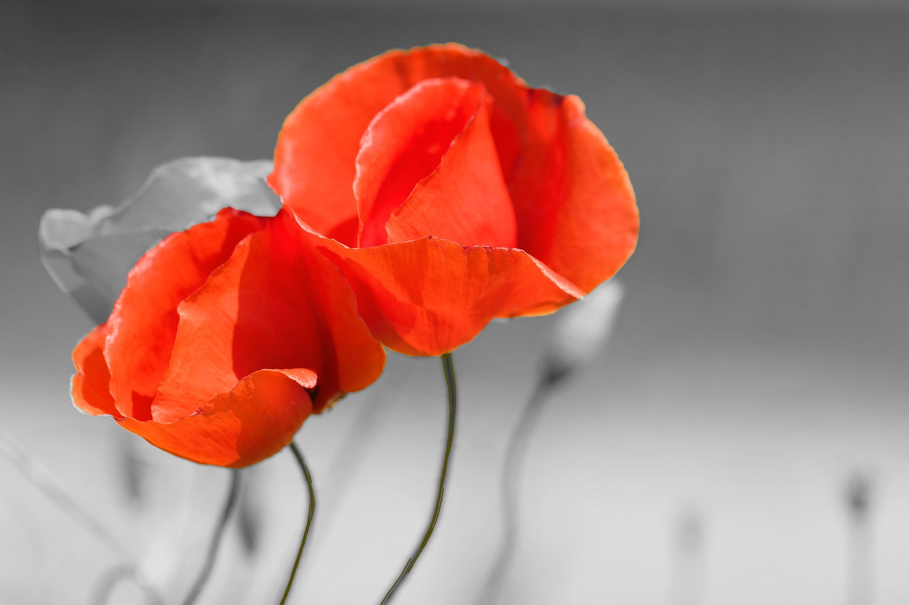 poppies flowers macro free photo