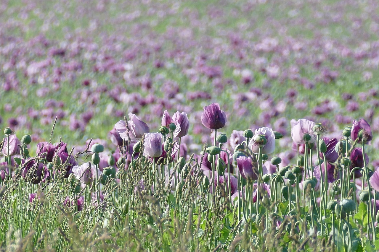 poppies poppy field poppy flower free photo