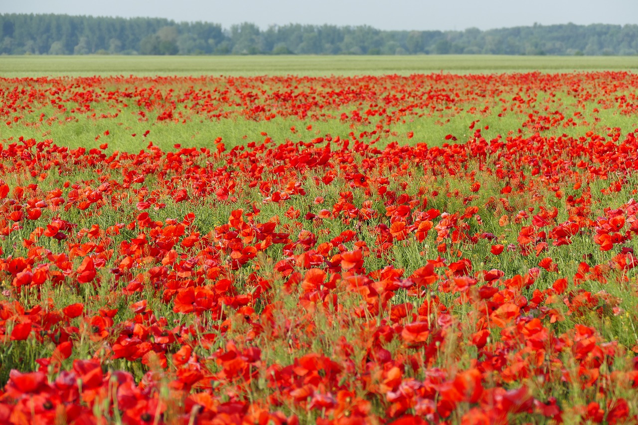 poppies field of poppies blooming poppies free photo