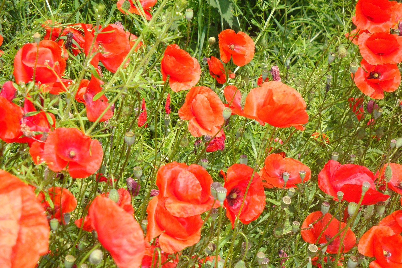 poppies red poppy field of poppies free photo
