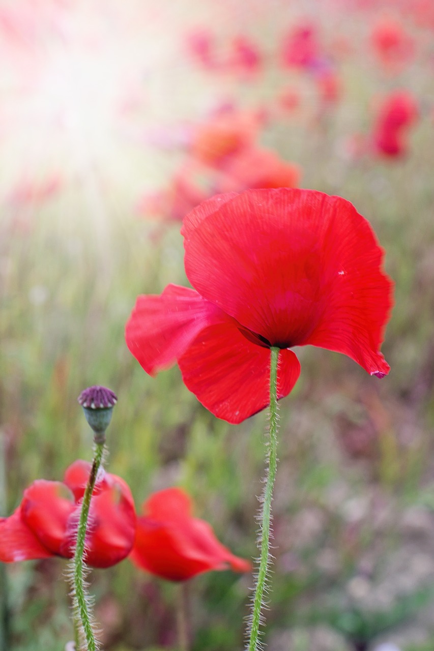 poppies red flowers free photo
