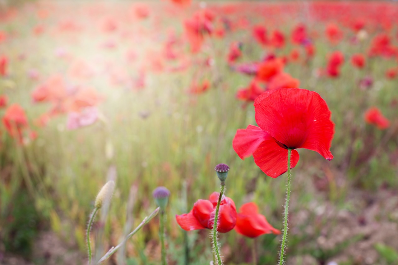 poppies red flowers free photo