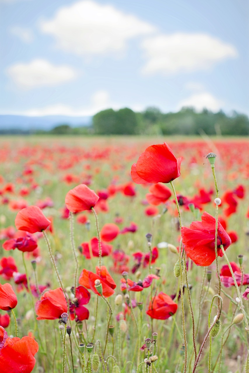 poppies red flowers free photo