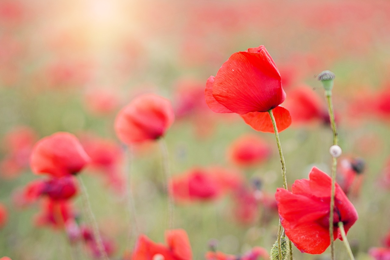 poppies red flowers free photo