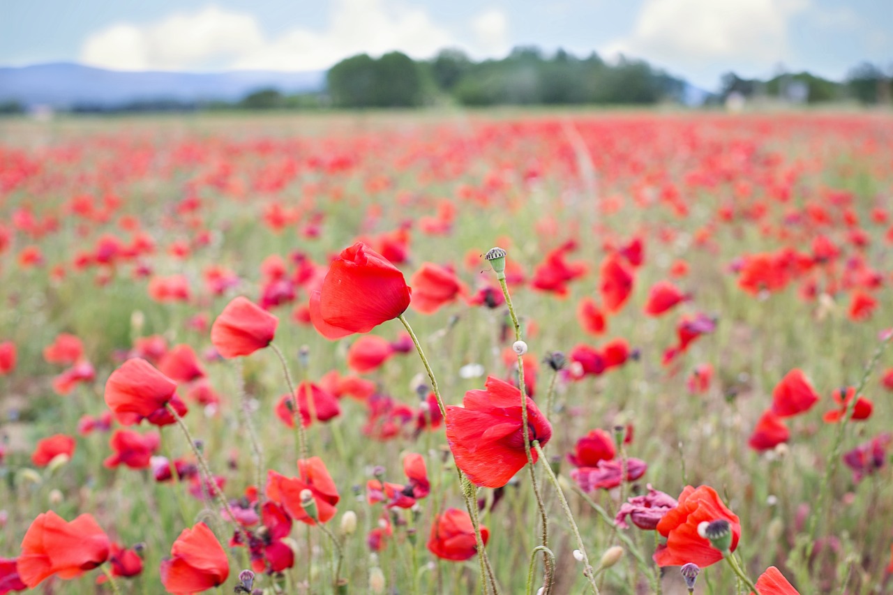 poppies red flowers free photo