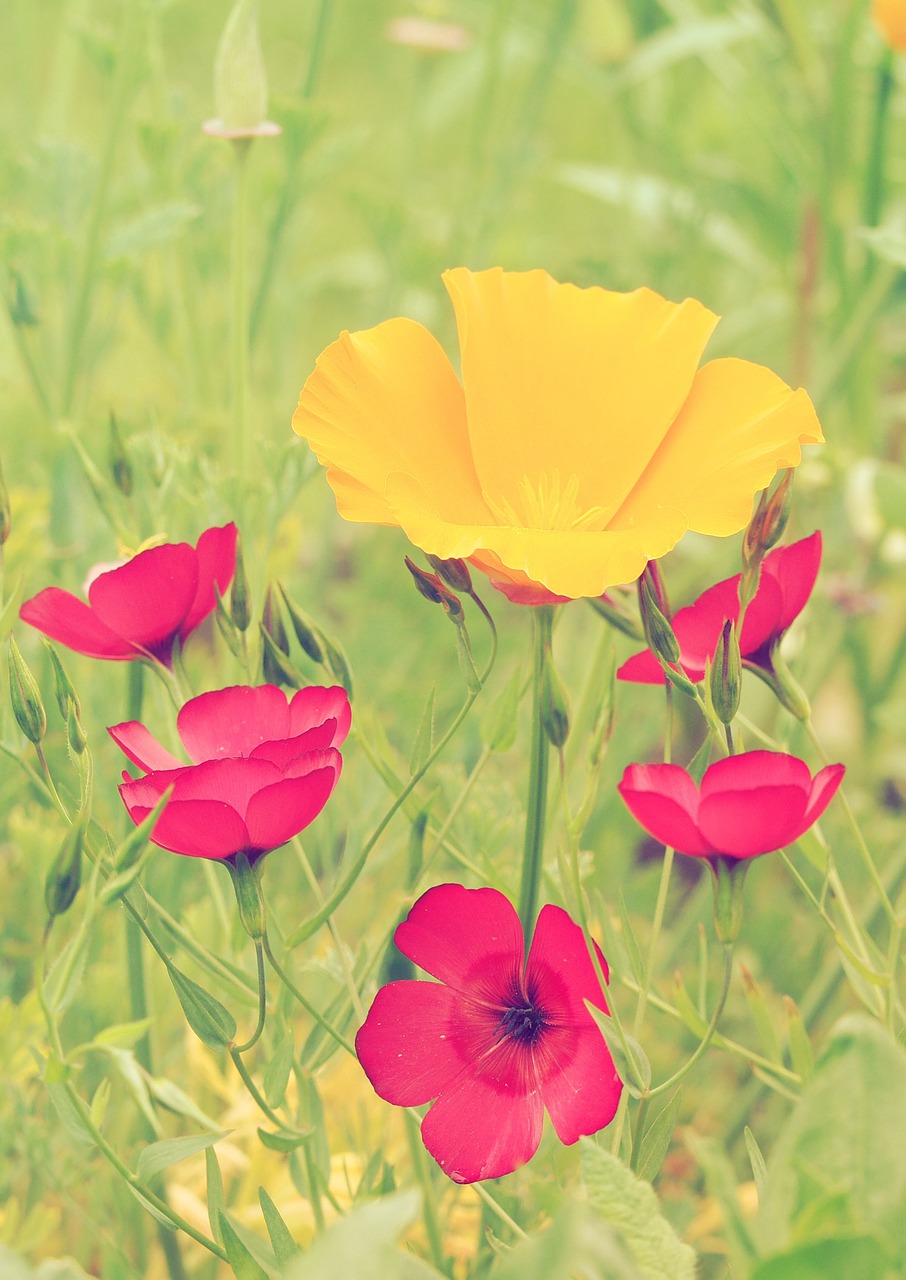 poppies lin red free photo