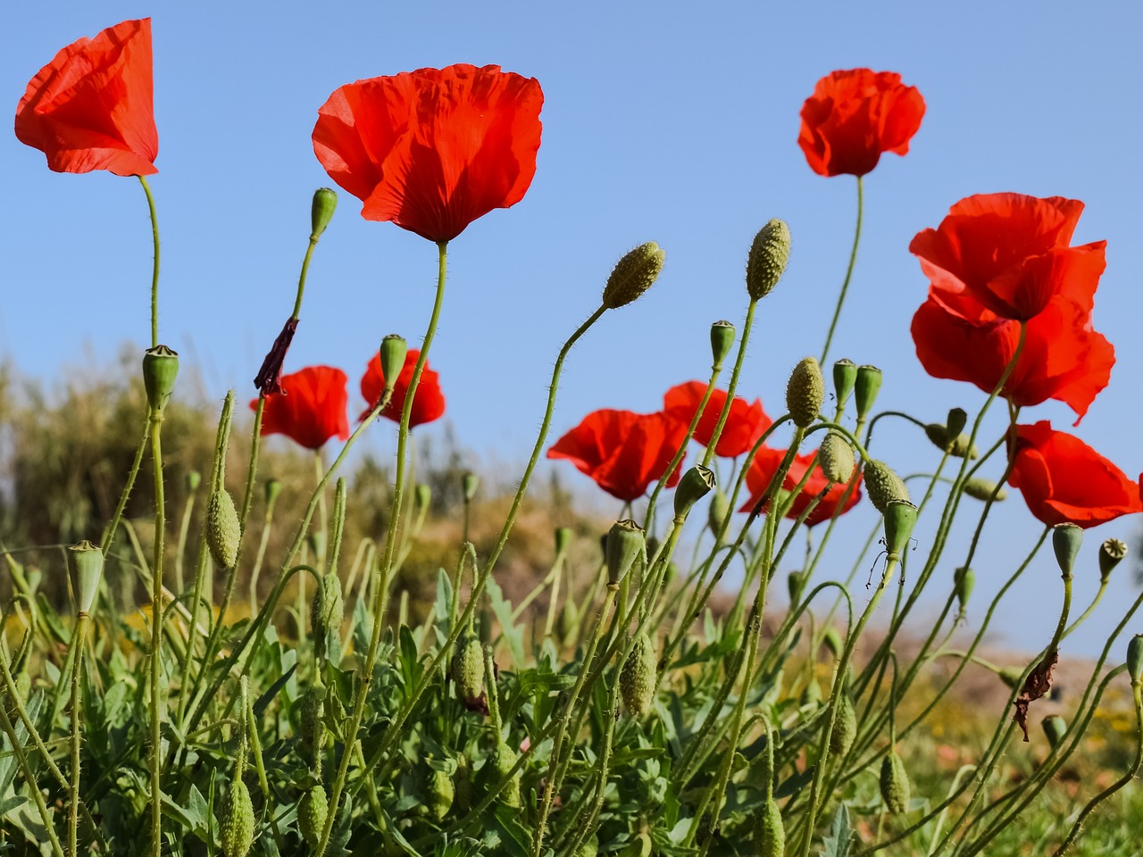 poppies flower spring free photo