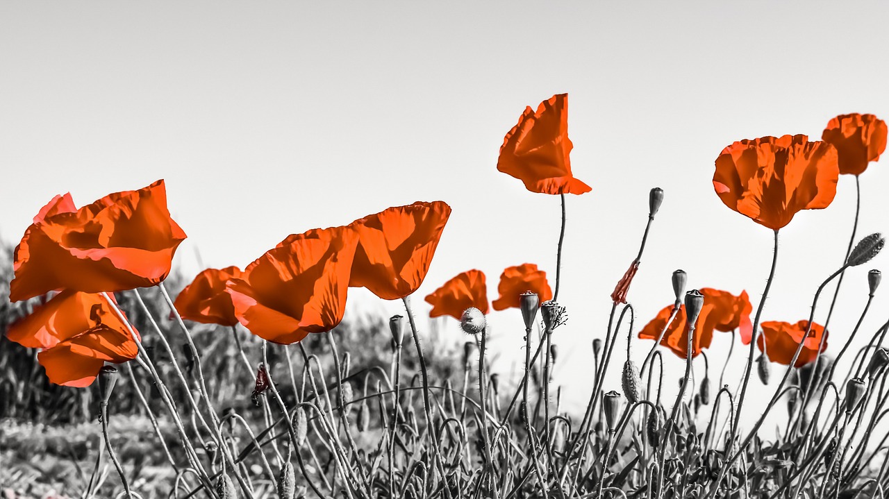 poppies flower spring free photo