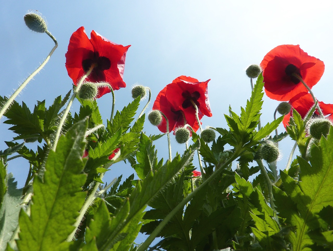 poppies flowers nature free photo