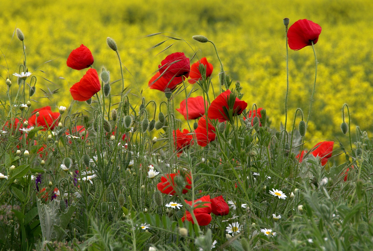 poppies camp red free photo