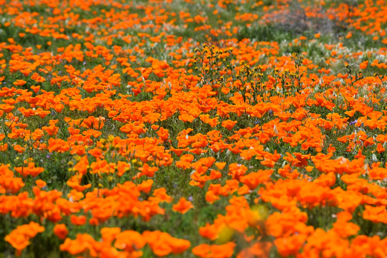 poppies desert wildflower free photo