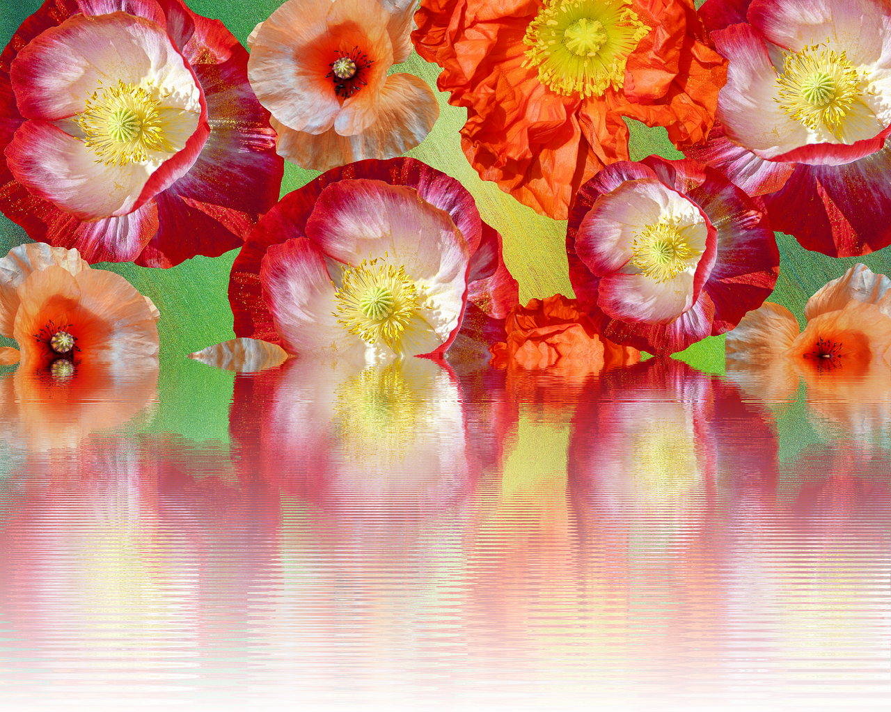 poppies effect summer free photo