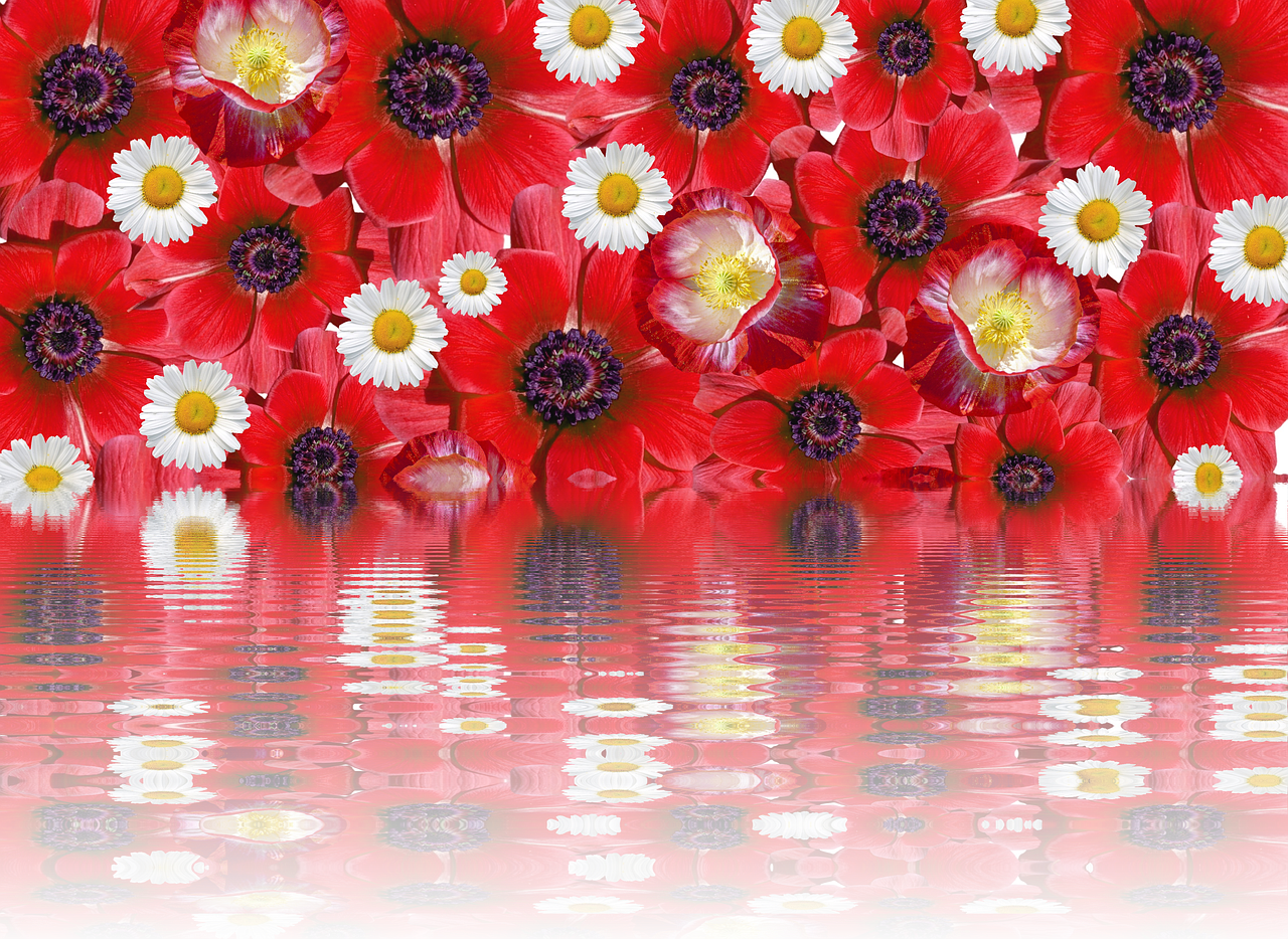 poppies effect red summer free photo