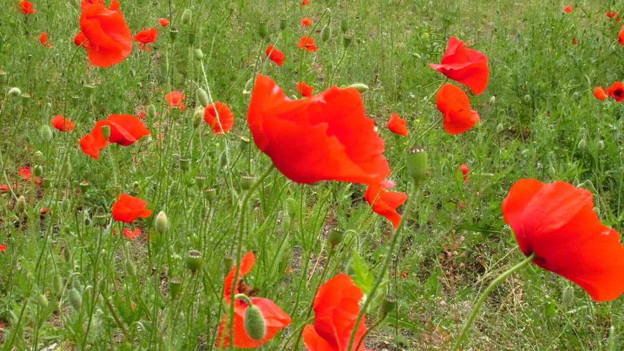 poppies nature meadow free photo