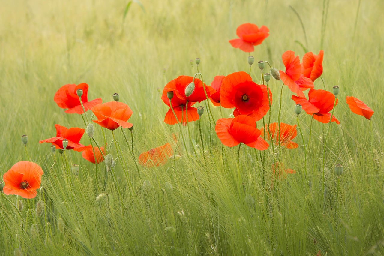 poppies flower red free photo