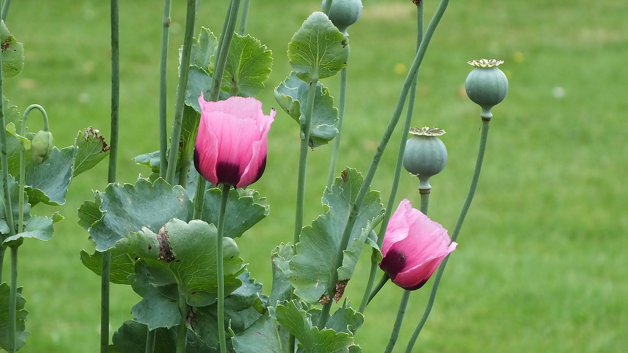 poppies flower garden free photo