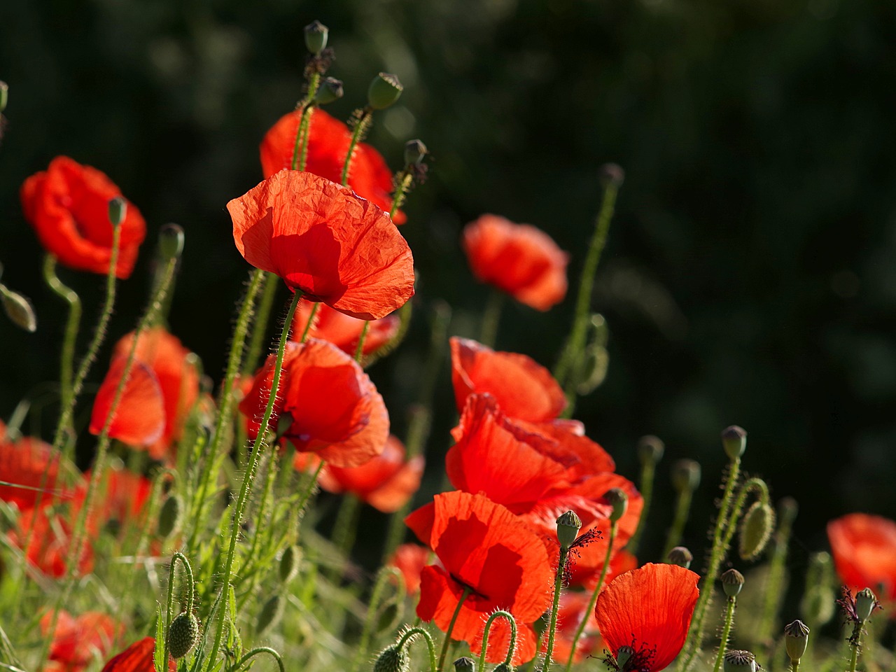 poppies red flowers free photo