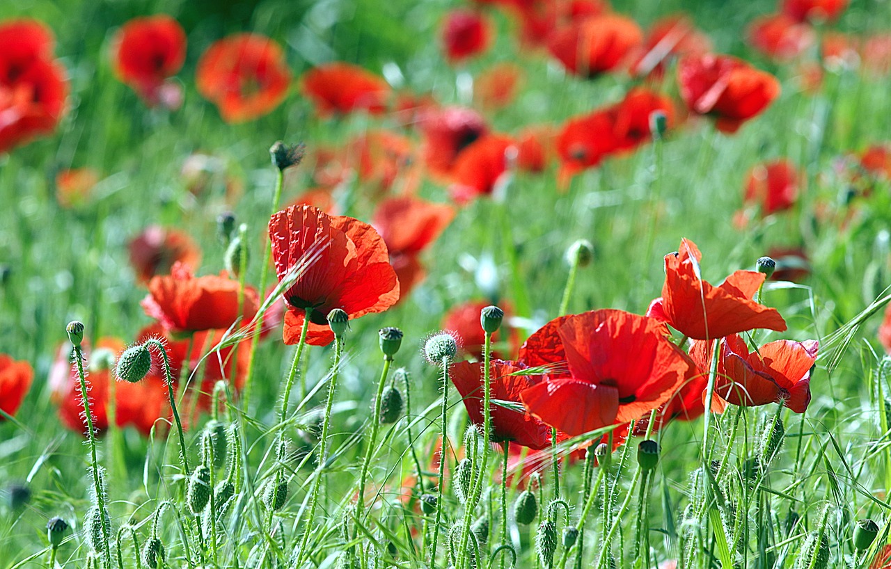 poppies red flowers free photo