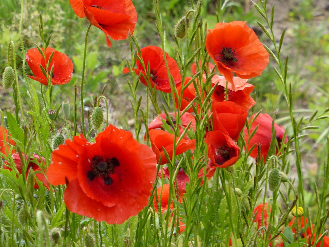 poppies red flowers flower free photo