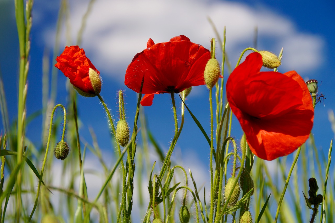 poppies nature red free photo