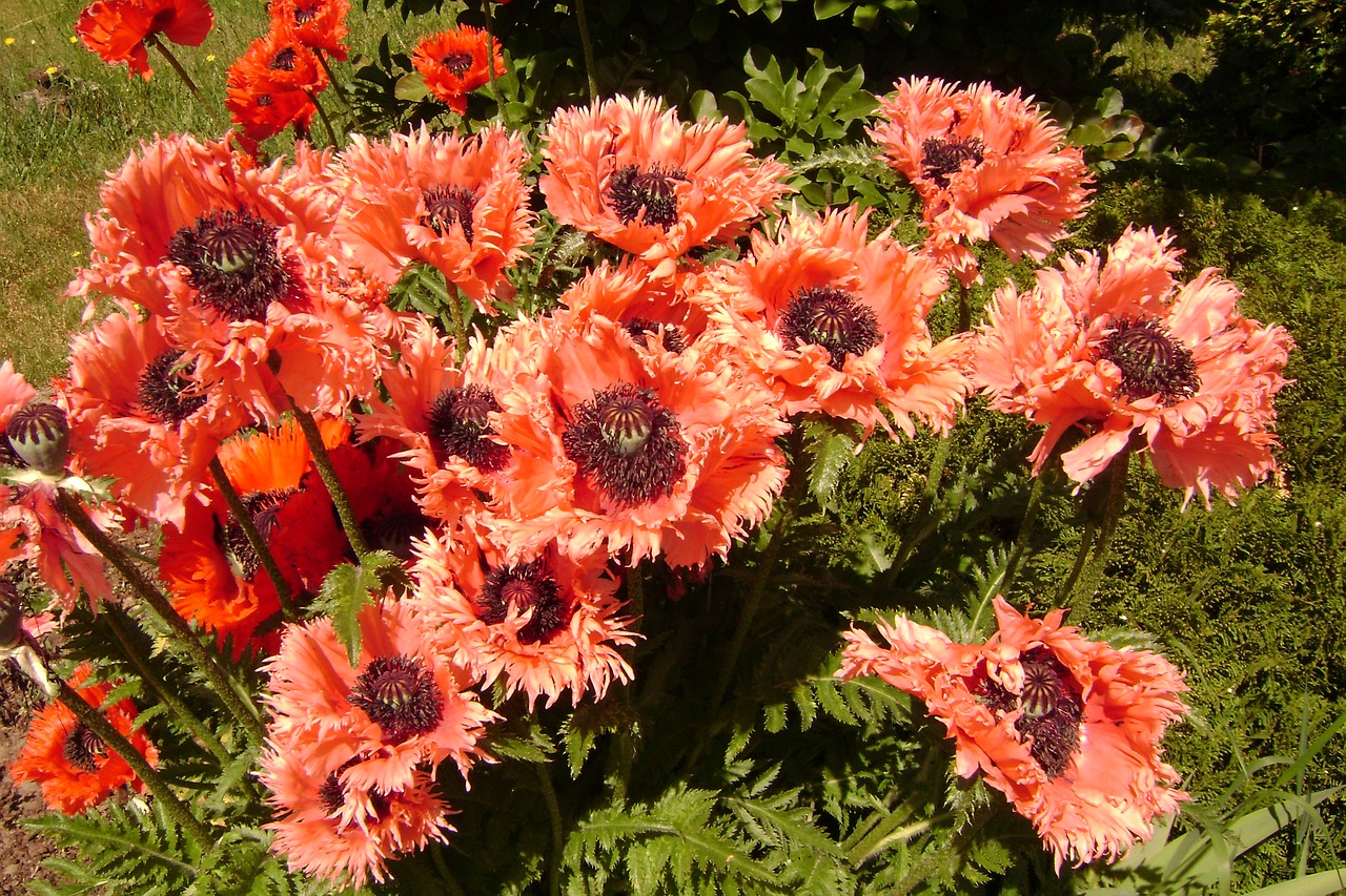 poppies perennials summer free photo