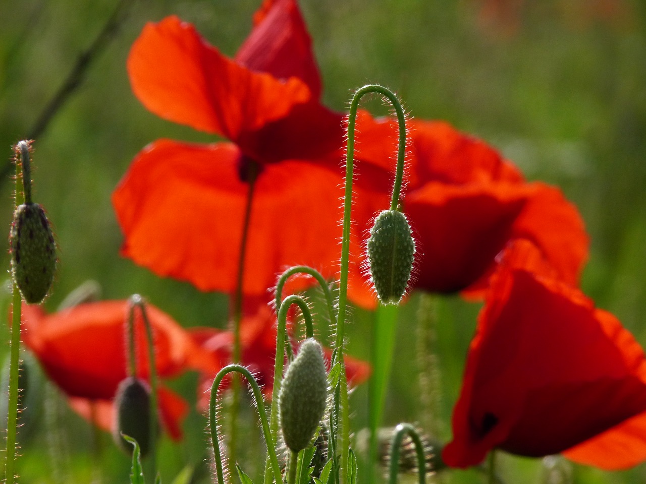 poppies red blossom free photo