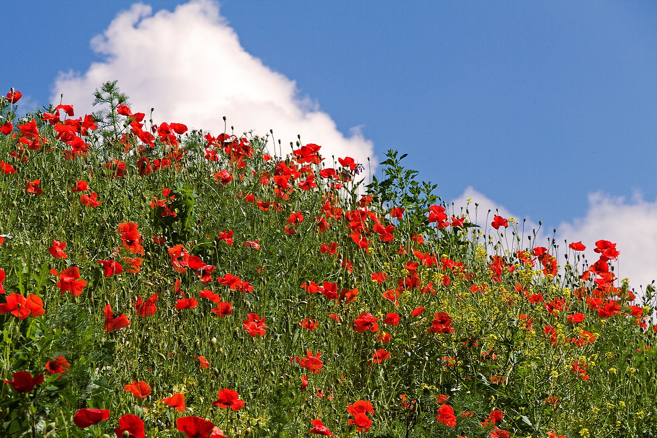 poppies summer meadow free photo