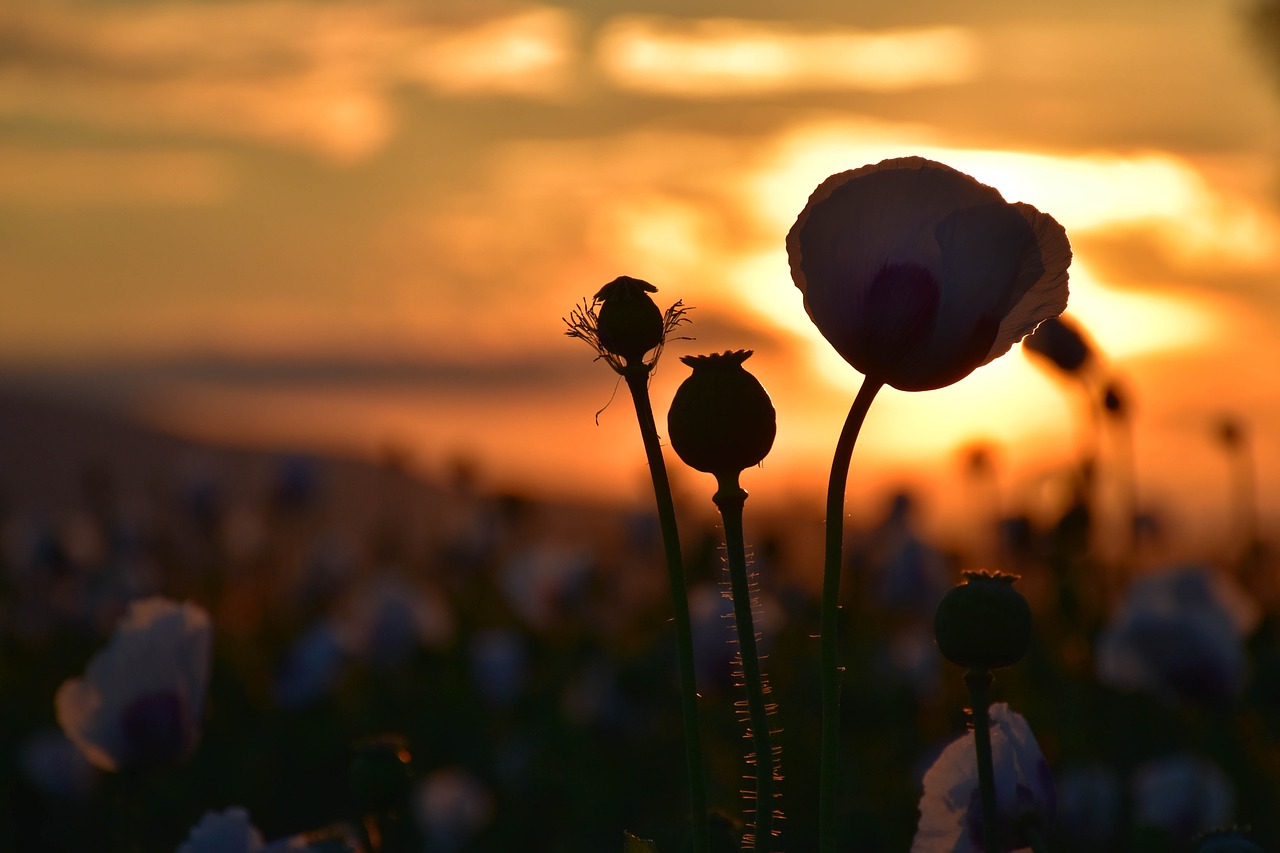 poppies sunset landscape free photo