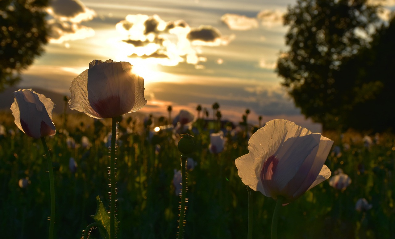 poppies west field free photo