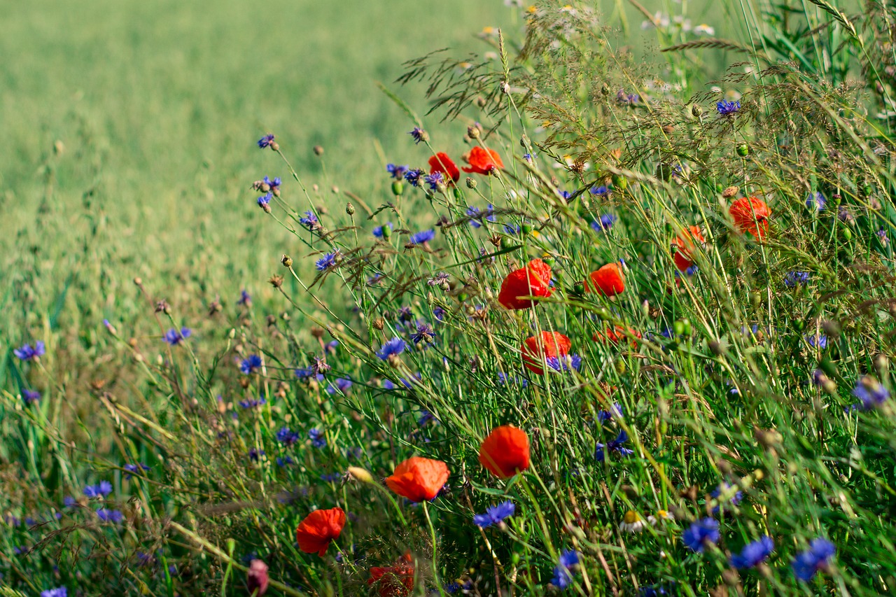 poppies charby flowers free photo