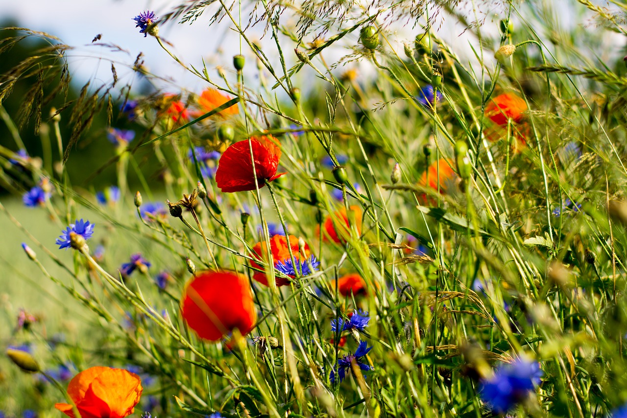 poppies charby flowers free photo