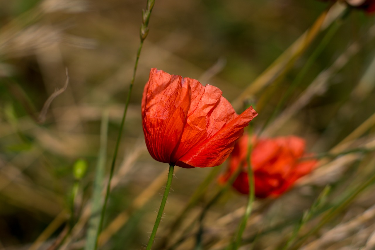 poppies flowers meadow free photo