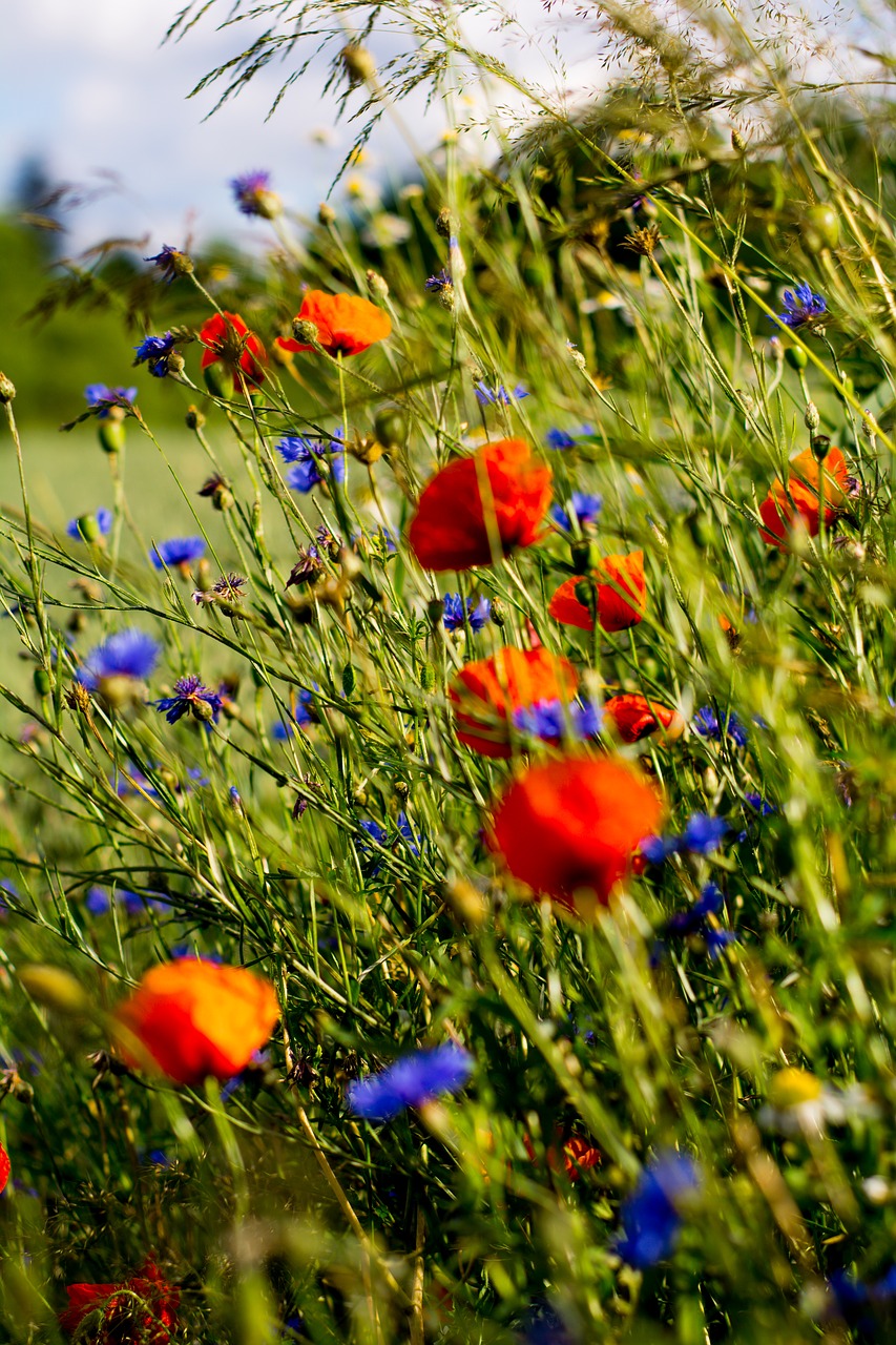 poppies charby flowers free photo