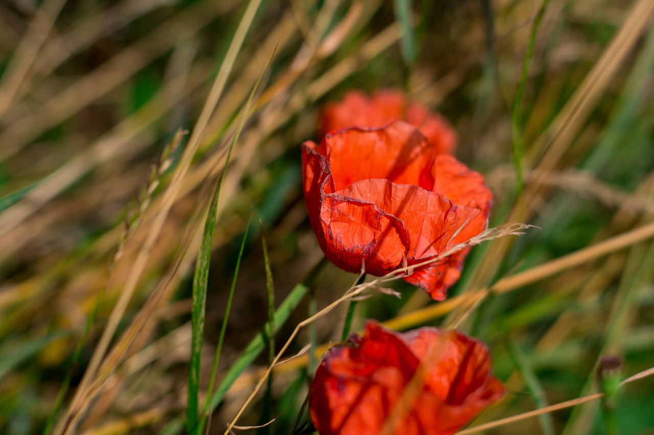 poppies flowers meadow free photo