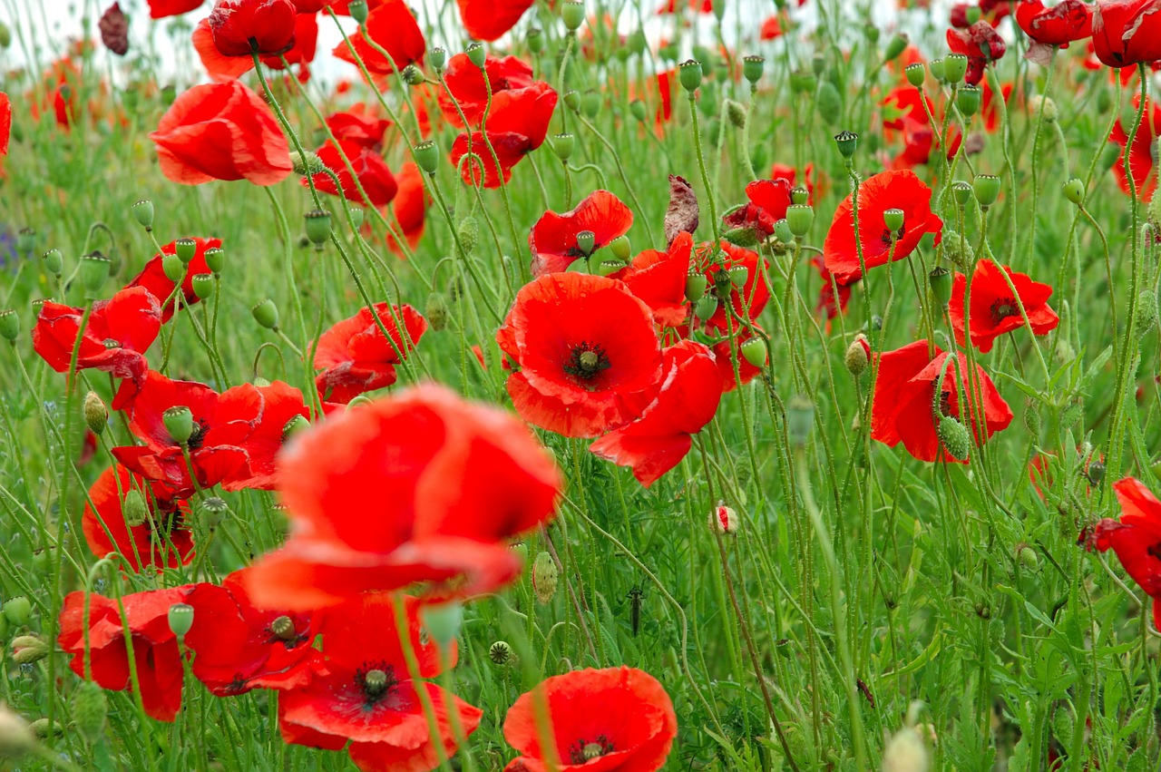 poppies red plant free photo