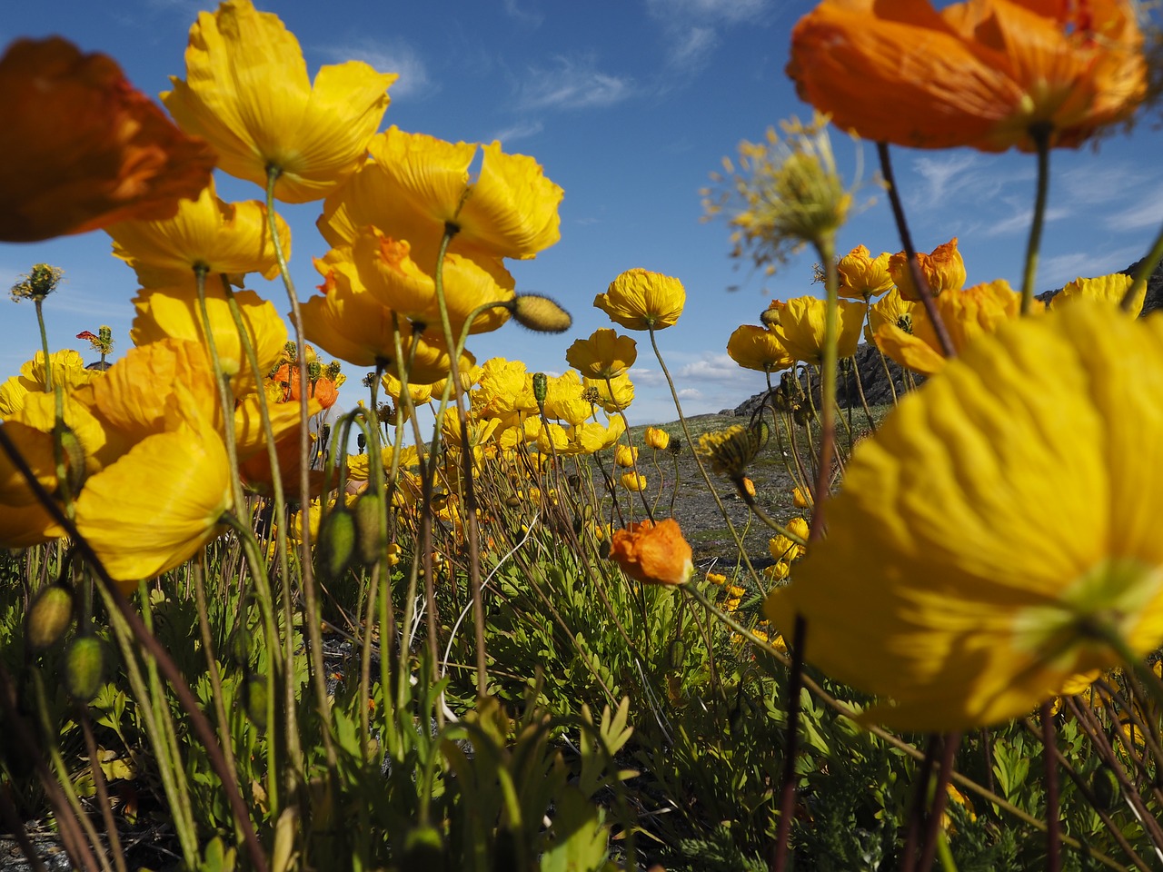 poppies yellow flowers free photo