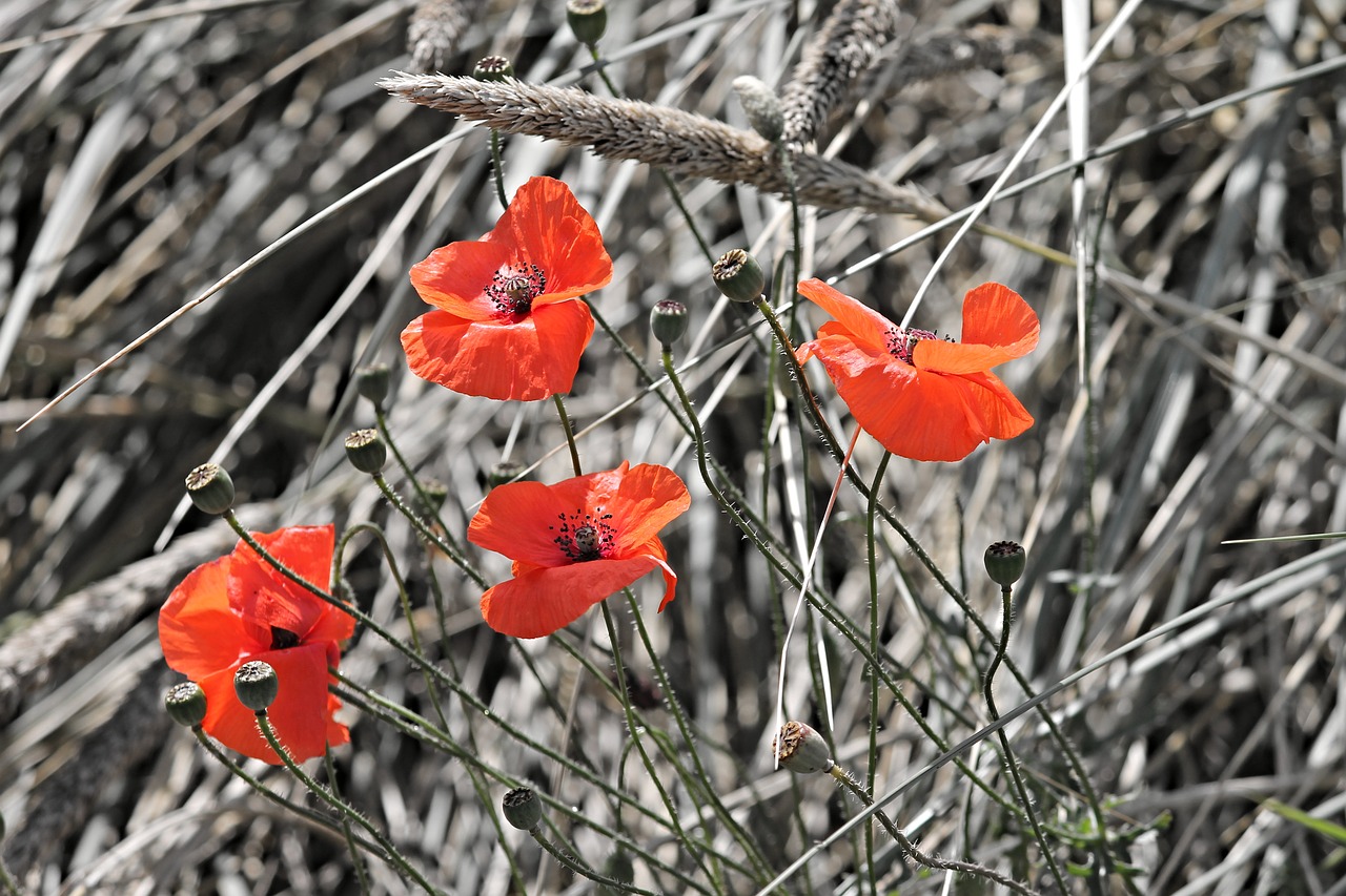 poppies klatschmohn poppy free photo