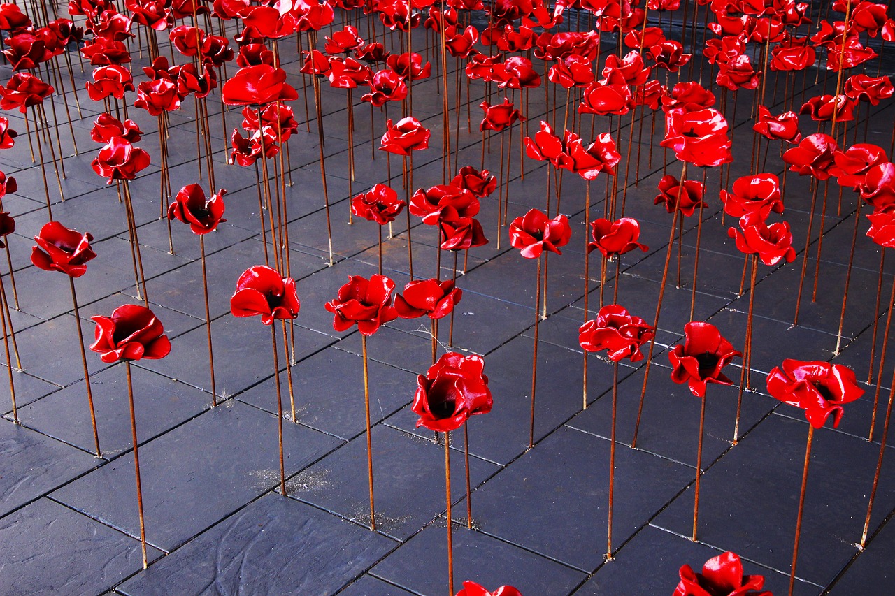 poppies war remembrance free photo