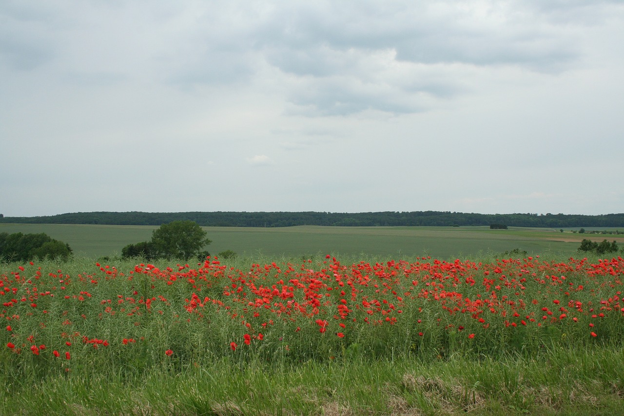 poppies flowers poppy free photo