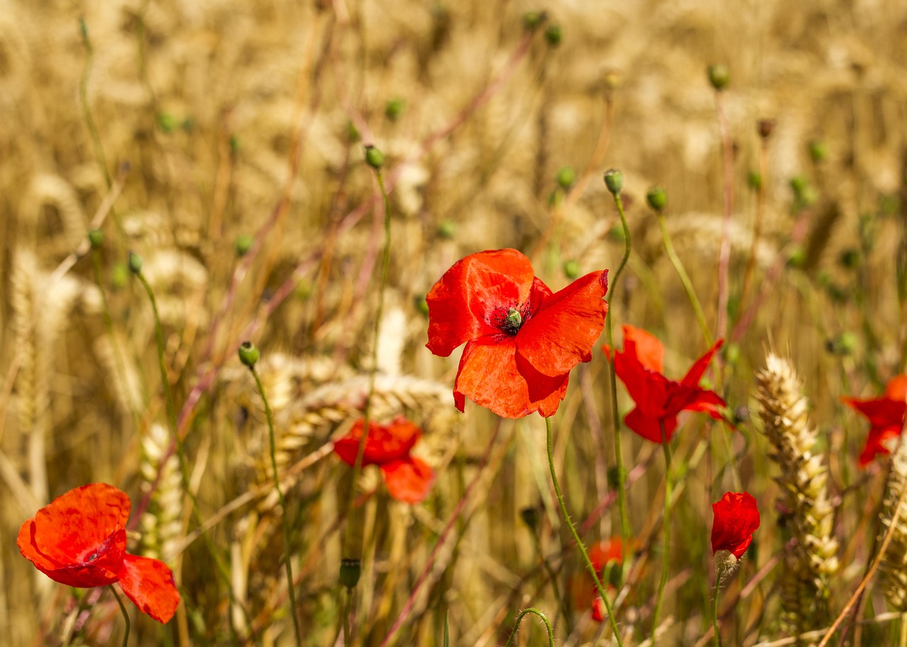 poppies barley agriculture free photo