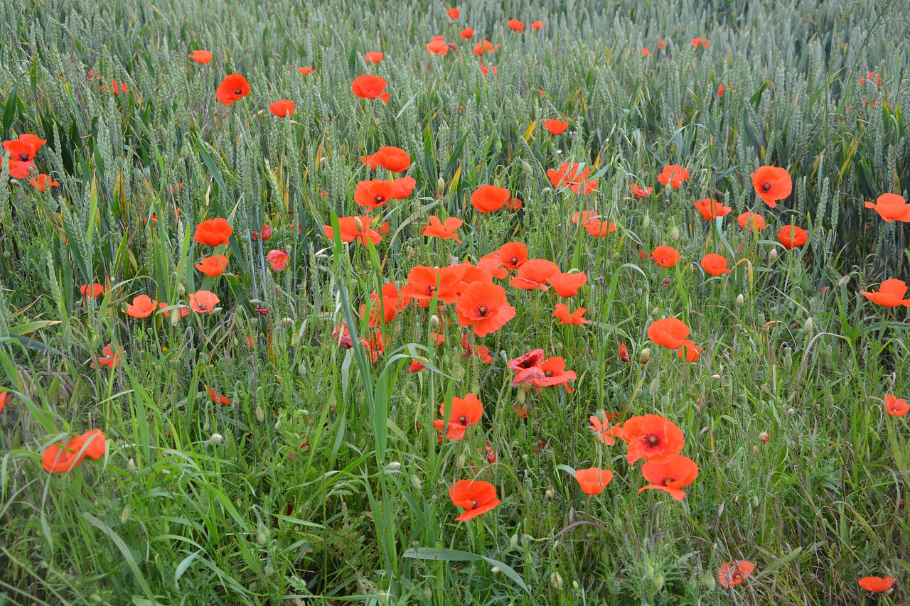 poppies fields red flowers free photo