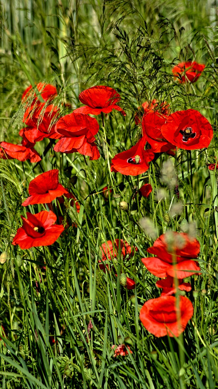 poppies meadow nature free photo