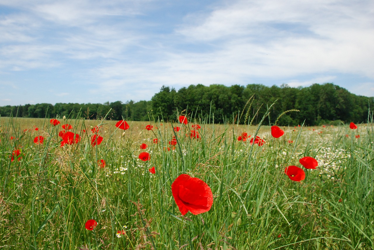 poppies klatschmohn meadow free photo