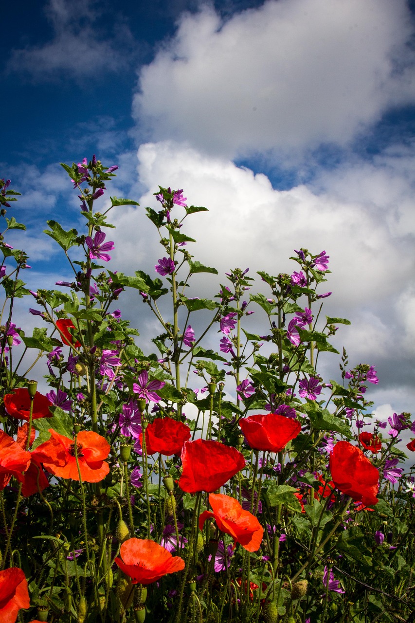 poppies flowers wild free photo