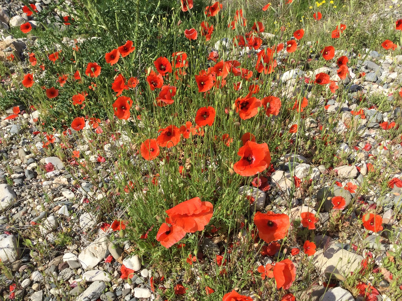 poppies spring red free photo