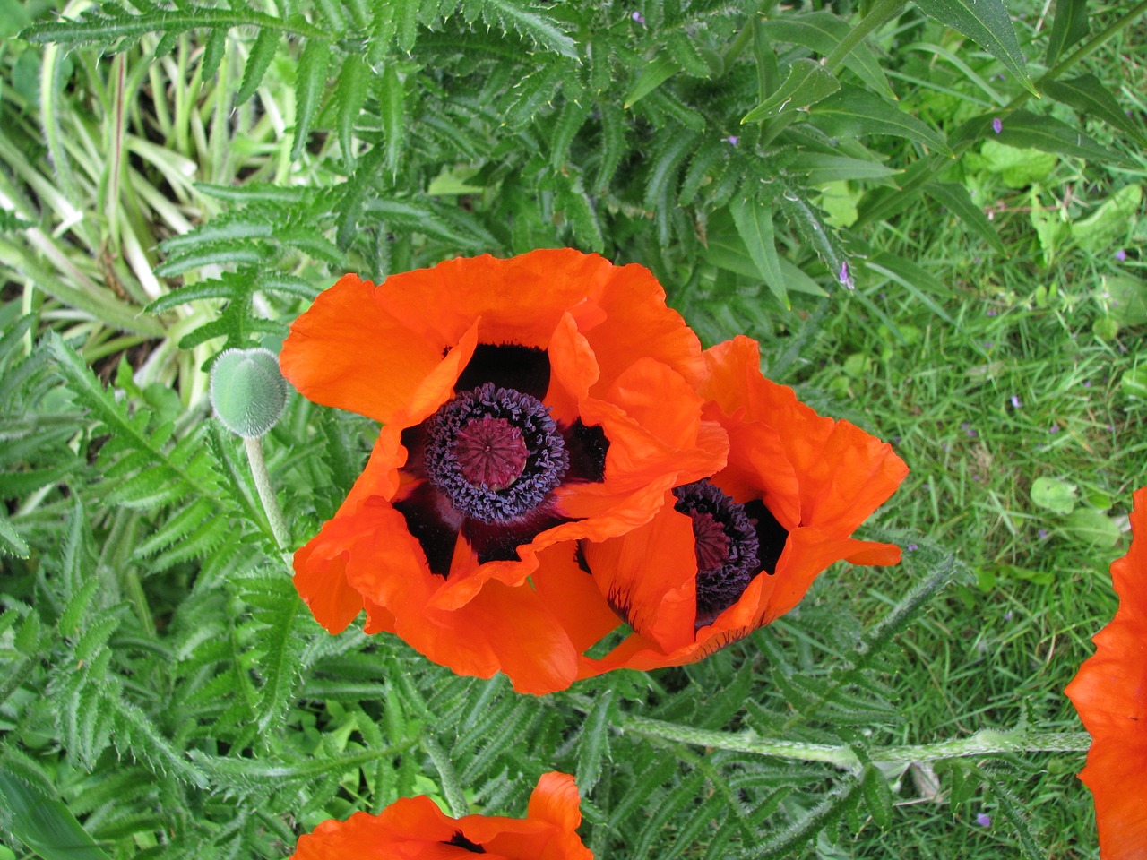 poppies flowers blooming free photo
