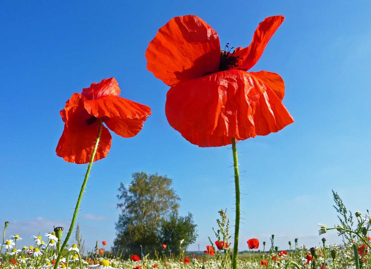 poppies nature red free photo