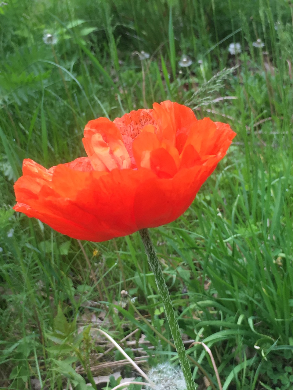 poppies red nature free photo