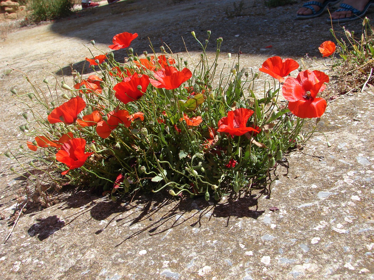 poppies makronissos exile free photo