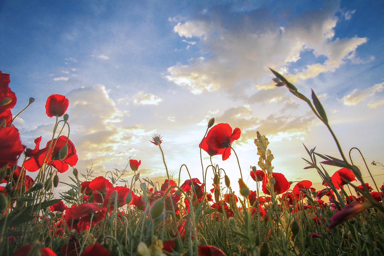 poppies sunset field free photo